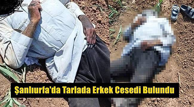 Şanlıurfa'da mısır tarlasında erkek cesedi bulundu 
