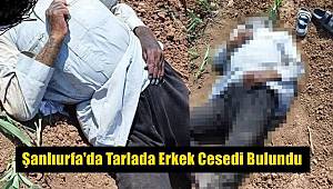 Şanlıurfa'da mısır tarlasında erkek cesedi bulundu 