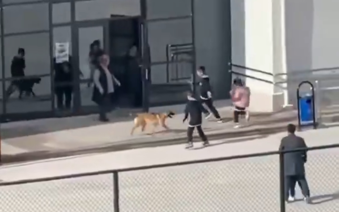 Oyun Oynamak İçin Okul Bahçesine Giren Başıboş Köpek Öğrencilere Panik Yaşattı 