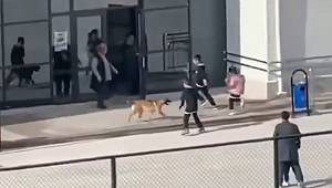 Oyun Oynamak İçin Okul Bahçesine Giren Başıboş Köpek Öğrencilere Panik Yaşattı 