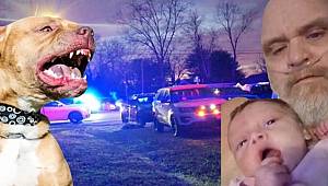ABD'de 7 pitbull cinsi köpek, dede ve 3 aylık torununu parçalayarak öldürdü