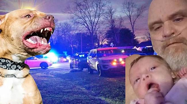 ABD'de 7 pitbull cinsi köpek, dede ve 3 aylık torununu parçalayarak öldürdü