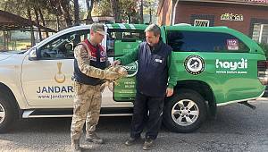 Gaziantep’te yaralı halde bulunan kartal, tedavi altına alındı 