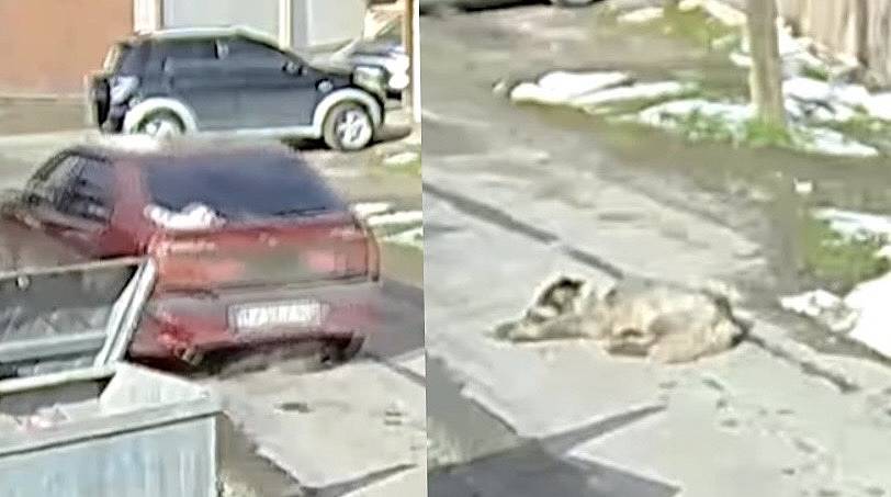 Yolda Yatan Köpeği Ezdi Geçti! Aynı Köpek Daha Öncede Tüfekle Vurulmuş, Yürek Yakan Görüntüler Kamerada 