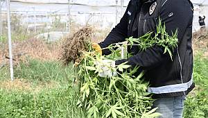MERSİN’DE DEV NARKOTİK OPERASYONU: BİNLERCE KÖK KENEVİR ELE GEÇİRİLDİ 