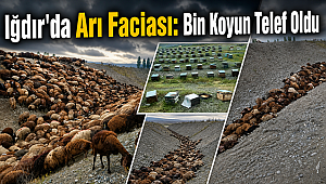 Arıların saldırdığı sürüde telef olan hayvan sayısı sanılandan daha fazlaymış