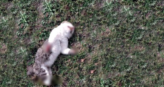 Bolu'yu ayağa kaldıran kedi ölümlerini cinayet büro çözdü - Haber