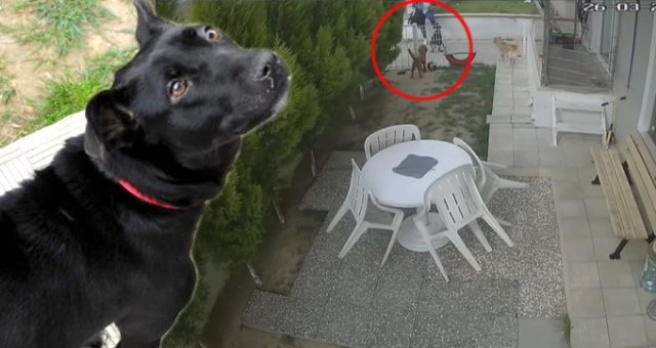 Dayak Yiyen Anne Köpek Sütten Kesildi, Emziremediği 8 Yavrusu Telef Oldu