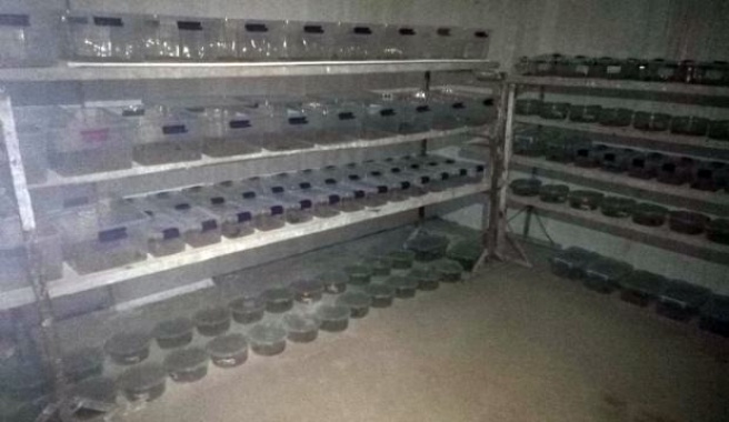 Kutu kutu ele geçirildi! Polis bile şaşkına döndü, hepsi canlı