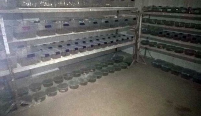Polis baskınında ortaya çıktı! Litresi 10 dolar