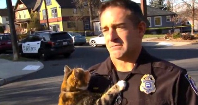 Polis memurunun üzerine atlayan kedi sosyal medyada yoğun ilgi gördü - Haber