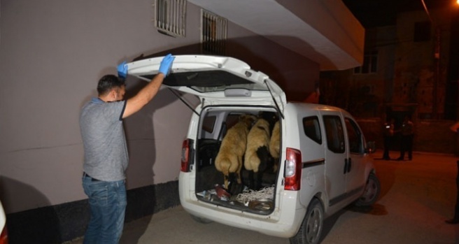 Polise yakalanmamak için çaldıkları koyunları bırakıp kaçtılar
