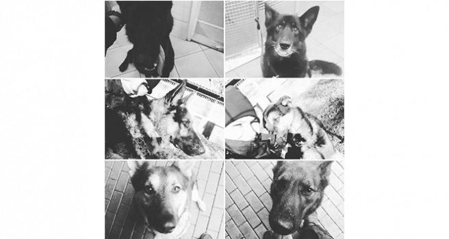 Polonya'da 6 polis köpeği feci şekilde can verdi