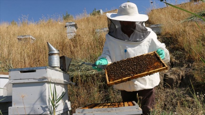 Siirtli arıcılar 'propolis' üretimine yöneliyor