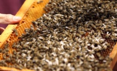 Arıcılar Rotalarını Arı Zehrine Çevirecek - Düzce Haberleri