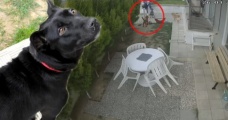 Dayak Yiyen Anne Köpek Sütten Kesildi, Emziremediği 8 Yavrusu Telef Oldu