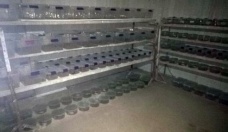 Kutu kutu ele geçirildi! Polis bile şaşkına döndü, hepsi canlı