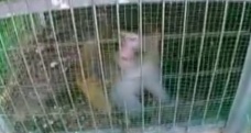 Oto galerideki maymunlar polis operasyonuyla kurtarıldı