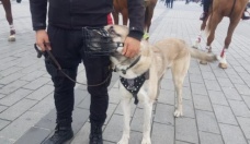 Polis köpekleri Taksim'de yılbaşı devriyesine başladı