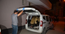 Polise yakalanmamak için çaldıkları koyunları bırakıp kaçtılar