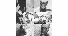 Polonya'da 6 polis köpeği feci şekilde can verdi