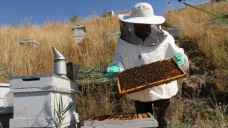 Siirtli arıcılar 'propolis' üretimine yöneliyor