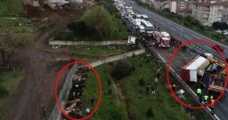 TEM'de Feci Kaza! TIR Parçalandı, Kasadaki Büyükbaş Hayvanlar Yola Savruldu