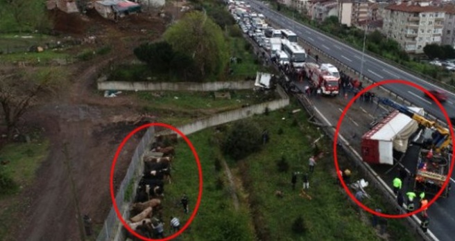 TEM'de Feci Kaza! TIR Parçalandı, Kasadaki Büyükbaş Hayvanlar Yola Savruldu